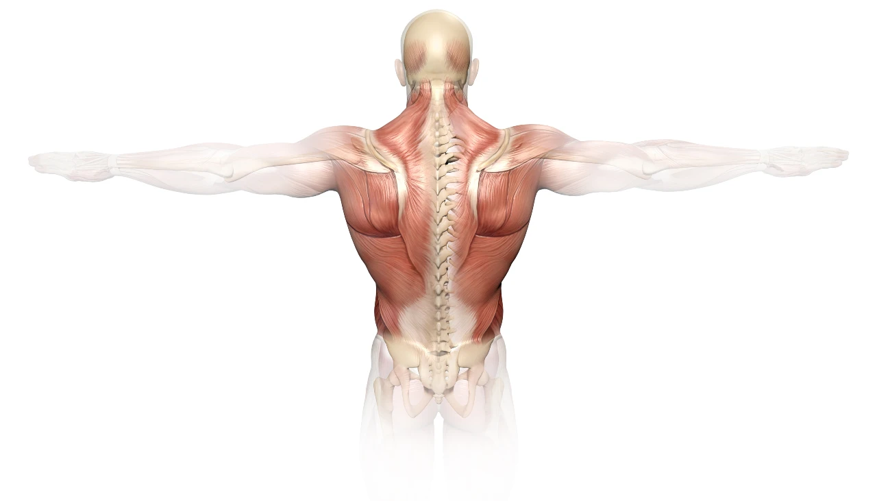 Back anatomy muscle groups