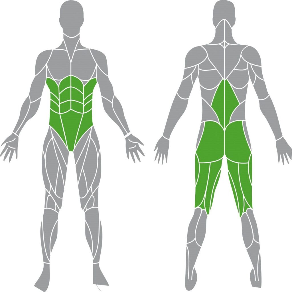 Beanspruchte Muskelgruppen die mit dem Tunturi Platinum Hip Thrust Hüfttrainer mit Gewichtsstapel trainiert werden können Grafische menschliche Abbildung der Muskeln, in grün die beanspruchten Muskeln.